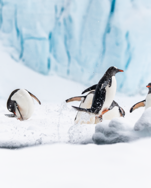 Penguins Wildlife Print