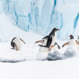 Florian-Penguins