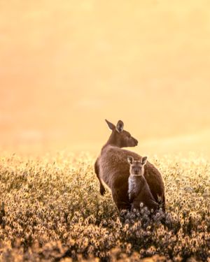 Kangaroo Wildlife Print
