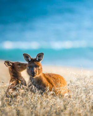 Kangaroos Wildlife Print