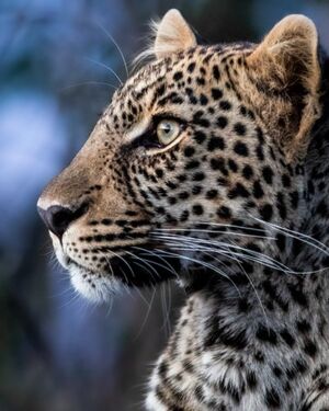 Cheetah Colour Wildlife Print
