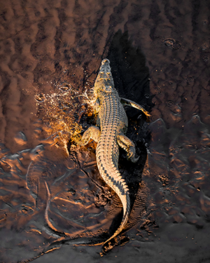 Alligator Wildlife Print