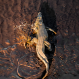 Alligator-1