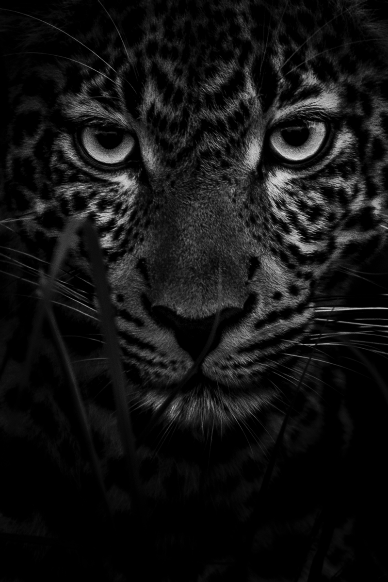 Leopard Mono Wildlife Print