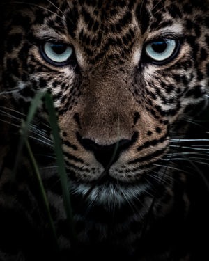 Leopard Colour Wildlife Print