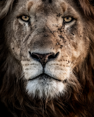 Lion Closeup Wildlife Print