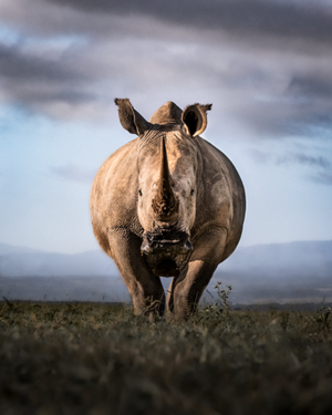 Rhino Wildlife Print