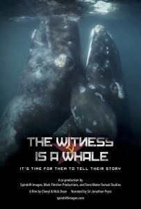 The Witness is a Whale