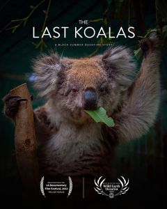 the-last-koalas-500